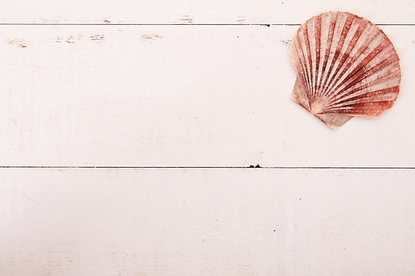 포토 JPG 해외이미지 음식 어류 사람없음 장식 여름 껍질 해산물 메뉴 머리위 홍합 건강식 해외202004 해외포토 계절 어패류 수중동물 파일형식 이미지허브