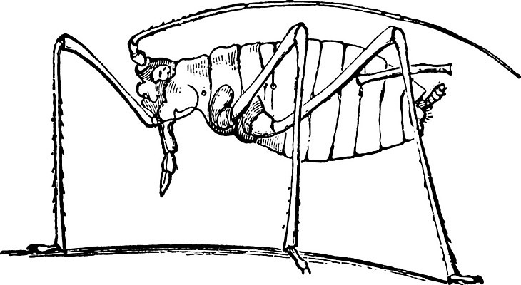 EPS 해외이미지 식물 곤충 일러스트 수확 핥기 작음 제라늄 해외202004 해외일러스트 동물 농업 모션 크기 파일형식 벡터 이미지허브