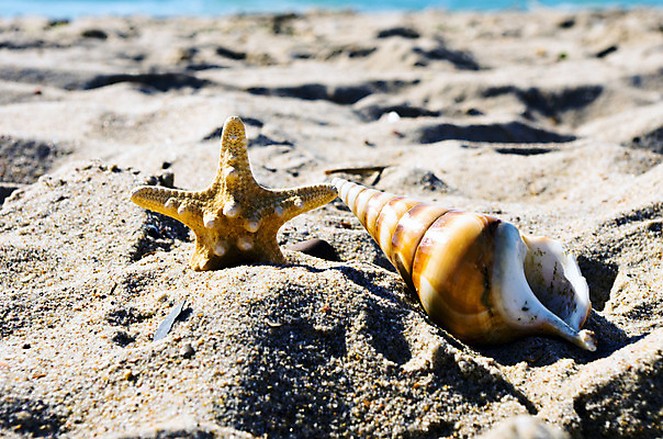 포토 JPG 해외이미지 모래 바다 여행 백그라운드 비즈니스 자연 하늘 휴가 조개 휴식 불가사리 풍경 해변 사람없음 야외 물 여름 파란색 햇빛 태양 우주 맑음 침묵 껍질 소라 지중해 오브젝트 휴양지 태평양 석호 이국적 파라다이스 해외202004 해외포토 자연요소 계절 컬러 컨셉 날씨 어패류 극피동물 소리 장소 생태계 파일형식 이미지허브