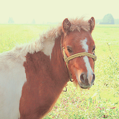 포토 JPG 해외이미지 나무 동물 응시 밭 신체 포유류 자연 털 서기 사람없음 야외 초록색 반려동물 농경지 갈색 일본 수확 시골 복고 정사각형 조랑말 내추럴 기르기 소셜네트워크 필터 효과 해외202004 해외포토 도형 식물 시선 아시아 컬러 농업 모션 농장 말_동물 생태계 돌봄 파일형식 이미지허브