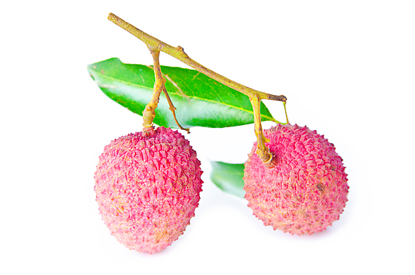 포토 JPG 해외이미지 잎 실내 사람없음 열대과일 흰배경 리치 해외202004 해외포토 식물 백그라운드 과일 내부 흰색 파일형식 이미지허브