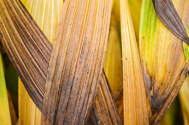 포토 JPG 해외이미지 계절 백그라운드 잎 패턴 자연 동양인 사람없음 갈색 노란색 정원 중국 가을 난초 묘사 해외202004 해외포토 식물 아시아 컬러 무늬 인종 생태계 파일형식 이미지허브