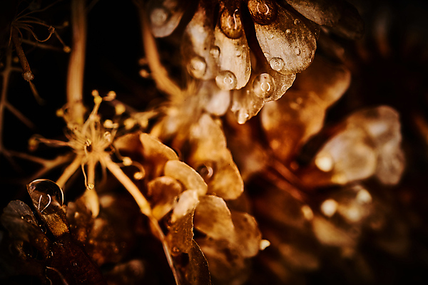 포토 JPG 해외이미지 식물 꽃 꽃무늬 오렌지 자연 검은배경 추상 사람없음 물 빛 어둠 슬픔 벚꽃 죽음 신비 마법 스타일 해외202004 해외포토 자연요소 감정 백그라운드 컨셉 무늬 과일 검은색 생태계 파일형식 이미지허브