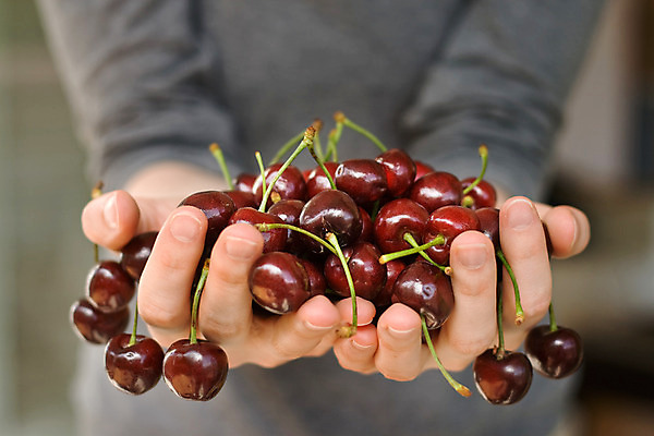 포토 JPG 해외이미지 잡화 계절 열매 음식 농업 과일 디저트 건강 관리 선물 사람없음 빨간색 초록색 여름 상점 모임 수확 벚꽃 신선 체리 달콤 맛 손톱 다발 가득함 주기 유기농 진홍색 보여주기 제비 내추럴 숙성 많음 해외202004 해외포토 식물 손 웰빙 꽃 산업 컬러 컨셉 모션 조류 파일형식 이미지허브