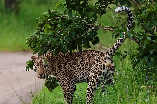 포토 JPG 해외이미지 나무 동물 응시 공원 얼굴 야생동물 스포츠 여행 포유류 아프리카 자연 수염 국립공원 사람없음 여행객 환경 고양이 나뭇가지 관찰 점 기다림 큼 검색 육식동물 표범 랜드마크 사바나 탄자니아 평야 해외202004 해외포토 멸종위기종 식물 시선 공공시설 나라 모션 사람 신체부위 반려동물 크기 생태계 파일형식 이미지허브