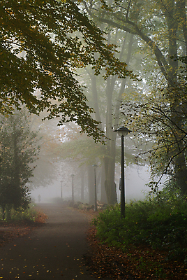 포토 JPG 해외이미지 나무 계절 공원 길 잎 가로등 자연 날씨 거리 사람없음 평화 안개 가을 숲 해외202004 해외포토 식물 공공시설 컨셉 생태계 파일형식 이미지허브
