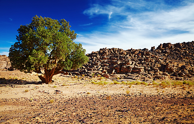 포토 JPG 해외이미지 나무 구름 공원 모래 여행 아프리카 자연 하늘 건조 풍경 사람없음 초록색 파란색 환경 맑음 사막 바위 황무지 암초 가뭄 멸종 사하라 알제리 전국 해외202004 해외포토 자연요소 식물 공공시설 나라 컬러 날씨 돌_바위 생태계 파일형식 이미지허브