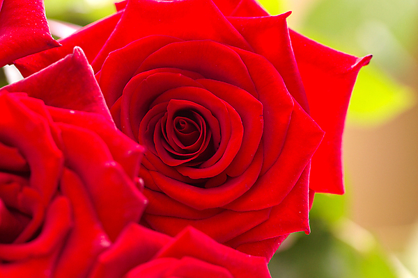 포토 JPG 해외이미지 식물 디자인 기념일 꽃 리본 꽃다발 결혼 백그라운드 꽃무늬 자연 휴가 프레임 발렌타인데이 선물 사랑 이벤트 사람없음 장식 빨간색 여름 장미 보라색 어둠 봄 벚꽃 흰색 축하 신선 개화 그룹 큼 다발 배열 오브젝트 열정 고립 해외202004 해외포토 계절 감정 컬러 컨셉 무늬 데이이벤트 크기 생태계 파일형식 이미지허브