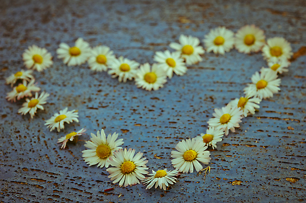 포토 JPG 해외이미지 모양 배너 꽃 행복 포스터 백그라운드 패턴 표면 사랑 사람없음 파란색 빛 수확 흰색 하트 질감 데이지 심플 스크래치 옛날 터키석 특별함 해외202004 해외포토 식물 감정 컬러 컨셉 무늬 농업 보석 파일형식 이미지허브