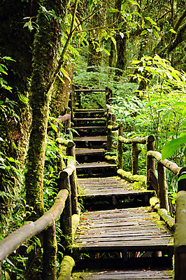 포토 JPG 해외이미지 나무 계절 도로 길 잎 사다리 자국 자연 산 풍경 사람없음 야외 초록색 빛 햇빛 계단 산책 안개 시골 숲 오솔길 땅 단계 강렬 삼림지대 선로 해외202004 해외포토 식물 컬러 교통시설 날씨 휴식 태양 도구 생태계 파일형식 이미지허브