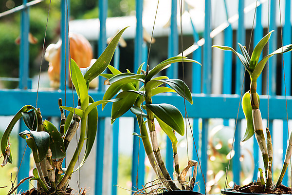 포토 JPG 해외이미지 식물 디자인 꽃잎 꽃 줄기 분홍색 꽃다발 백그라운드 잎 꽃무늬 자연 사람없음 장식 초록색 노란색 정원 보라색 검은색 봄 벚꽃 흰색 나뭇가지 신선 난초 우아함 제비꽃 싱글 호접란 내추럴 고립 해외202004 해외포토 나무 계절 컬러 컨셉 무늬 생태계 파일형식 이미지허브