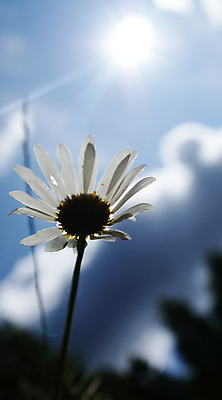 포토 JPG 해외이미지 꽃 자연 하늘 사람없음 파란색 빛 태양 평화 화목 광선 흰색 가벼움 취급주의 캐모마일 해외202004 해외포토 자연요소 식물 컬러 컨셉 경고 무게 허브 생태계 파일형식 이미지허브