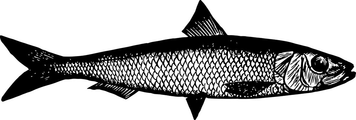 EPS 해외이미지 일러스트 미술 사람없음 검은색 흰색 스케치 그림 판화 청어 해외202004 해외일러스트 컬러 문화예술 어류 파일형식 벡터 이미지허브