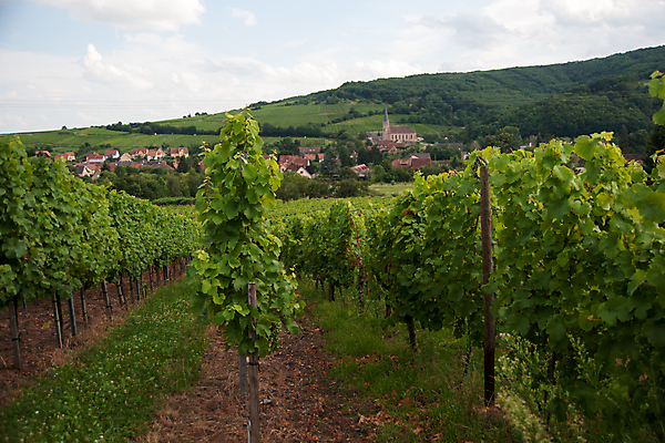 포토 JPG 해외이미지 유럽 도로 여행 자연 휴가 풍경 사람없음 여름 와인 하이킹 프랑스 포도밭 해외202004 해외포토 계절 나라 길 밭 교통시설 레저 주류 생태계 파일형식 이미지허브