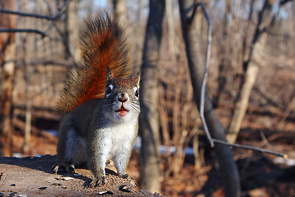 포토 JPG 해외이미지 나무 동물 공원 얼굴 야생동물 음식 포즈 포유류 자연 휴식 생물 털 미소 사람없음 야외 목재 빨간색 갈색 검은색 회색 견과류 설치류 숲 작음 먹이 먹기 호기심 꼬리 다람쥐 귀 여우 호두 솜털 내추럴 해외202004 해외포토 식물 공공시설 감정 컬러 컨셉 재료 모션 표정 신체부위 크기 생태계 파일형식 이미지허브