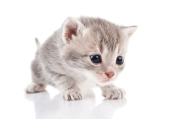 포토 JPG 해외이미지 동물 1 백그라운드 장난 자연 수염 털 앉기 사람없음 반려동물 귀여움 고양이 우정 회색 흰색 아기 작음 호기심 꼬리 얼룩무늬 솜털 고립 특별함 해외202004 해외포토 감정 컬러 컨셉 무늬 포유류 모션 사람 친구 크기 생태계 파일형식 이미지허브