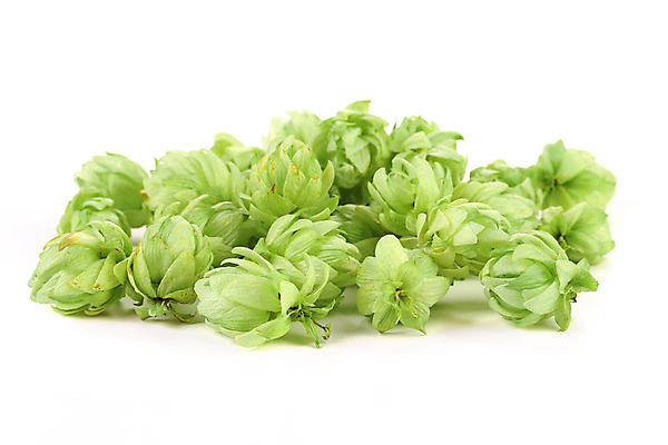 포토 JPG 해외이미지 실내 사람없음 여러개 가득함 흰배경 해외202004 홉 해외포토 식물 다수 백그라운드 내부 흰색 파일형식 이미지허브