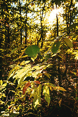 포토 JPG 해외이미지 나무 식물 계절 공원 백그라운드 단풍 잎 오렌지 자연 추상 풍경 사람없음 야외 빨간색 초록색 빛 컬러풀 햇빛 태양 노란색 환경 맑음 활발 성장 광선 가을 나뭇가지 황금 숲 9월 11월 묘사 보케 10월 내추럴 블러 해외202004 해외포토 자연요소 공공시설 컬러 컨셉 무늬 과일 날씨 날짜 생태계 파일형식 이미지허브