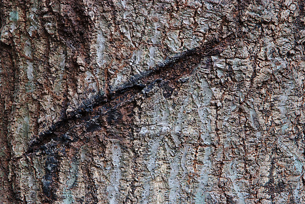 포토 JPG 해외이미지 나무 식물 디자인 선 백그라운드 패턴 자연 표면 추상 건조 사람없음 야외 목재 초록색 갈색 환경 껍질 거친 보호 숲 피부 묘사 부식 질감 나무껍질 잡동사니 내추럴 외양간 그런지 수목 옛날 절개 디테일 해외202004 해외포토 컬러 컨셉 무늬 재료 신체부위 생태계 파일형식 이미지허브