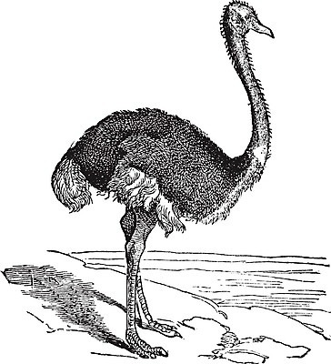 EPS 해외이미지 일러스트 아프리카 조류 뼈 미술 검은색 수확 골동품 흰색 인쇄 큼 깃털 그림 부리 목 발가락 판화 타조 옛날 해외202004 해외일러스트 동물 나라 컬러 농업 발 문화예술 신체부위 크기 파일형식 벡터 이미지허브