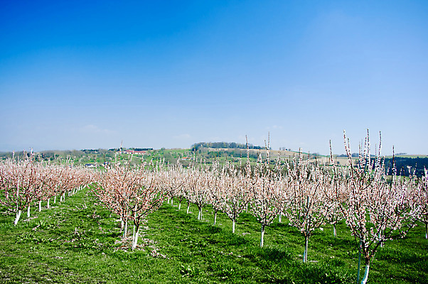 포토 JPG 해외이미지 나무 밭 하늘 사람없음 야외 가로 파란색 봄 벚꽃 개화 체리 그룹 오스트리아 줄서기 해외202004 해외포토 식물 계절 꽃 유럽 컬러 농업 과일 모션 파일형식 이미지허브