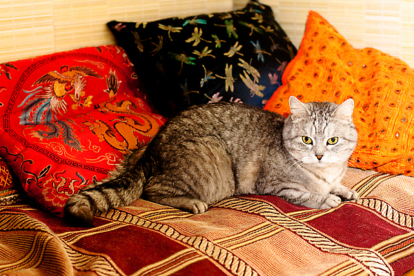 포토 JPG 해외이미지 동물 1 응시 포즈 나비 오렌지 베개 주택 털 사람없음 내부 장식 가로 반려동물 모래사장 갈색 노란색 검은색 고양이 카펫 회색 흰색 잠자리 정사각형 얼룩무늬 거짓말 핸드메이드 해외202004 해외포토 도형 시선 바다 컬러 곤충 무늬 과일 포유류 침구 건물 파일형식 이미지허브