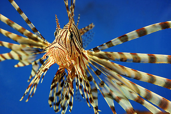 포토 JPG 해외이미지 동물 척추동물 야생동물 바다 여행 백그라운드 자연 어류 사람없음 물 파란색 반려동물 노란색 수중 줄무늬 활발 오픈 투명 액체 작음 지느러미 암초 수족관 발견 중력 해외202004 해외포토 자연요소 컬러 컨셉 무늬 수중동물 크기 생태계 파일형식 이미지허브