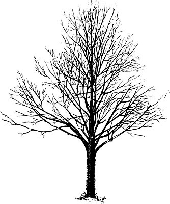 EPS 해외이미지 나무 식물 선 잎 일러스트 미술 검은색 미국 수확 흰색 나뭇가지 그림 북쪽 판화 해외202004 해외일러스트 컬러 북아메리카 농업 문화예술 방향 파일형식 벡터 산업 아메리카 대륙 이미지허브