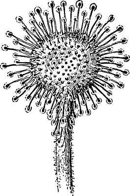 EPS 해외이미지 식물 선 잎 일러스트 종류 미술 검은색 수확 흰색 그림 육식 판화 해외202004 해외일러스트 컬러 농업 문화예술 파일형식 벡터 이미지허브