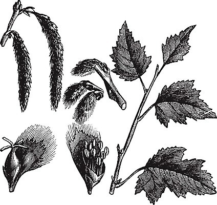 EPS 해외이미지 나무 식물 꽃 잎 꽃무늬 과일 일러스트 미술 씨앗 장식 정원 검은색 수확 골동품 흰색 개화 은색 그림 원예 뿌리 판화 미루나무 옛날 해외202004 해외일러스트 컬러 무늬 농업 문화예술 취미 파일형식 벡터 이미지허브