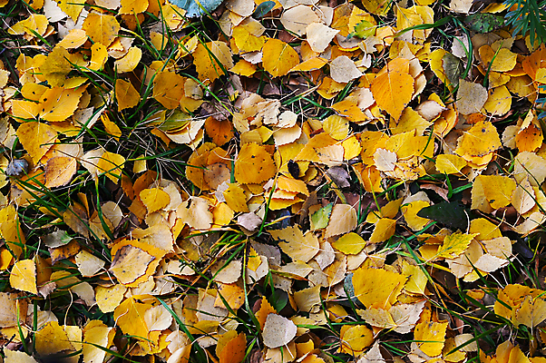 포토 JPG 해외이미지 나무 식물 디자인 계절 공원 백그라운드 컨셉 단풍 잎 패턴 오렌지 자연 벽지 추상 프레임 건조 사람없음 야외 장식 빨간색 컬러풀 갈색 노란색 환경 가을 그룹 황금 숲 11월 질감 10월 내추럴 땅바닥 해외202004 해외포토 공공시설 컬러 무늬 과일 바닥 날짜 생태계 파일형식 이미지허브