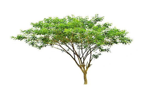 포토 JPG 해외이미지 나무 식물 1 계절 줄기 백그라운드 잎 밭 태국 자연 사람없음 야외 장식 초록색 환경 성장 흰색 나뭇가지 신선 숲 큼 유기농 내추럴 고립 엘리먼트 해외202004 해외포토 웰빙 아시아 컬러 농업 크기 생태계 파일형식 이미지허브