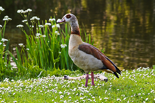 포토 JPG 해외이미지 모양 동물 꽃 야생동물 백그라운드 자연 조류 오리 이집트 사람없음 가로 초록색 물 빛 햇빛 태양 봄 신선 떨어짐 저녁 먹기 묘사 거위 찰과상 해외202004 해외포토 자연요소 식물 계절 컬러 컨셉 모션 아프리카 상처 야간 생태계 파일형식 이미지허브