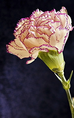 포토 JPG 해외이미지 식물 1 기념일 꽃잎 꽃 감정 결혼 친절 기념 발렌타인데이 선물 사랑 이벤트 사람없음 장식 정원 어둠 봄 벚꽃 축하 신선 생일 개화 우아함 카네이션 싱글 원예 해외202004 해외포토 계절 컨셉 데이이벤트 취미 파일형식 이미지허브