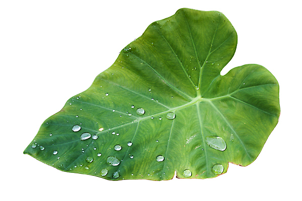 포토 JPG 해외이미지 식물 백그라운드 단풍 잎 자연 아침 사람없음 초록색 물 여름 환경 봄 젖음 물방울 신선 확대 떨어짐 이슬 빗방울 자연백그라운드 해외202004 해외포토 주간 자연요소 계절 컬러 컨셉 비_날씨 생태계 파일형식 이미지허브