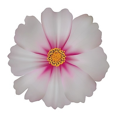 EPS 해외이미지 꽃잎 꽃 분홍색 백그라운드 꽃무늬 일러스트 자연 장식 머리 정원 보라색 벚꽃 흰색 코스모스 데이지 망사 고립 해외202004 해외일러스트 식물 컬러 무늬 신체부위 직물 생태계 파일형식 벡터 이미지허브