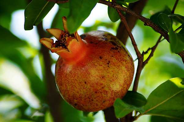 포토 JPG 해외이미지 주간 나무 잎 근접촬영 사람없음 야외 석류 해외202004 해외포토 자연요소 식물 뷰포인트 과일 파일형식 이미지허브