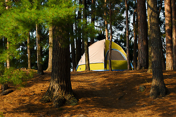 포토 JPG 해외이미지 나무 공원 여행 자연 휴가 휴식 텐트 그림자 풍경 경사 사람없음 야외 목재 초록색 여름 파란색 빛 햇빛 갈색 침묵 경기장 장비 소나무 황무지 고독 숲 땅 캠핑장 언덕 부식 나무껍질 내추럴 해외202004 해외포토 식물 계절 공공시설 감정 컬러 컨셉 재료 스포츠시설 캠핑도구 태양 소리 캠핑 껍질 생태계 파일형식 이미지허브