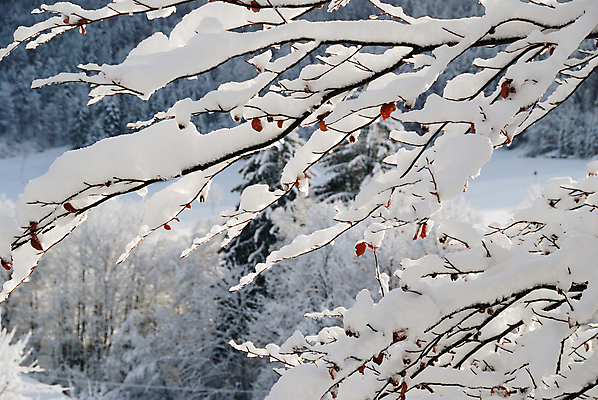 포토 JPG 해외이미지 나무 계절 백그라운드 크리스마스 겨울 자연 하늘 날씨 휴가 산 풍경 사람없음 야외 목재 냉동 얼음 추위 덮개 흰색 시골 숲 서리 전나무 폭설 눈내림 해외202004 해외포토 자연요소 식물 기념일 컬러 재료 눈_날씨 뚜껑 자연재해 생태계 파일형식 이미지허브