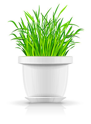 EPS 해외이미지 식물 1 꽃 화분 백그라운드 꽃무늬 일러스트 자연 잔디 장식 초록색 성장 흰색 냄비 오브젝트 싱글 그림 내추럴 고립 해외202004 해외일러스트 컬러 무늬 솥 생태계 파일형식 벡터 이미지허브