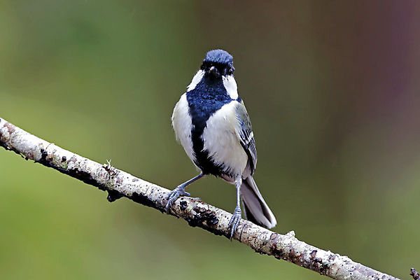 포토 JPG 해외이미지 나무 동물 여자 남자 아시아 얼굴 야생동물 백그라운드 날개 자연 조류 사람없음 야외 목재 가로 초록색 컬러풀 머리 환경 일본 나뭇가지 막대기 닫기 숲 깃털 꼬리 부리 서식지 생태학 이국적 해외202004 해외포토 식물 교육 나라 컬러 재료 모션 사람 신체부위 생태계 파일형식 이미지허브