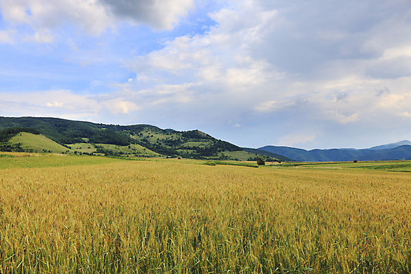 포토 JPG 해외이미지 구름 계절 음식 밭 농업 자연 하늘 미래 옥수수 풍경 사람없음 야외 여름 농작물 농장 농경지 환경 수확 시골 큼 시리얼 밀 해외202004 해외포토 자연요소 산업 컨셉 곡류 크기 생태계 파일형식 이미지허브