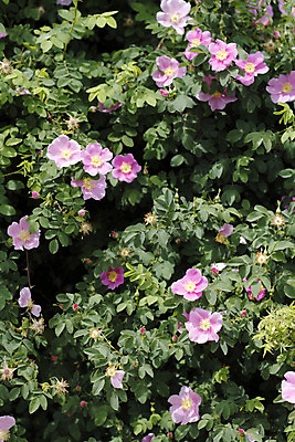 포토 JPG 해외이미지 식물 꽃잎 꽃 분홍색 잎 꽃무늬 자연 사람없음 야외 장식 세로 초록색 장미 노란색 맑음 봄 성장 벚꽃 닫기 작음 관목 향기 5 해외202004 해외포토 나무 계절 컬러 무늬 모션 날씨 숫자 크기 생태계 냄새 파일형식 이미지허브