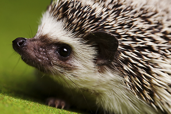 포토 JPG 해외이미지 동물 한마리 근접촬영 사람없음 고슴도치 해외202004 해외포토 1 뷰포인트 포유류 파일형식 이미지허브