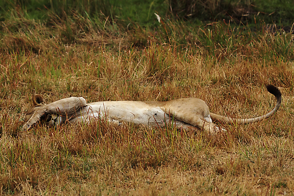 포토 JPG 해외이미지 동물 여자 야생동물 포유류 아프리카 자연 휴식 사람없음 고양이 잠 사자 사파리 육식동물 거짓말 보츠와나 스텝 암사자 해외202004 해외포토 나라 컨셉 사람 반려동물 암컷 생태계 파일형식 이미지허브