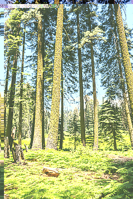 포토 JPG 해외이미지 나무 식물 공원 자연 국립공원 풍경 사람없음 야외 목재 초록색 여름 미국 나뭇가지 숲 캘리포니아 내추럴 양치류 전국 해외202004 해외포토 계절 공공시설 컬러 북아메리카 재료 생태계 파일형식 이미지허브