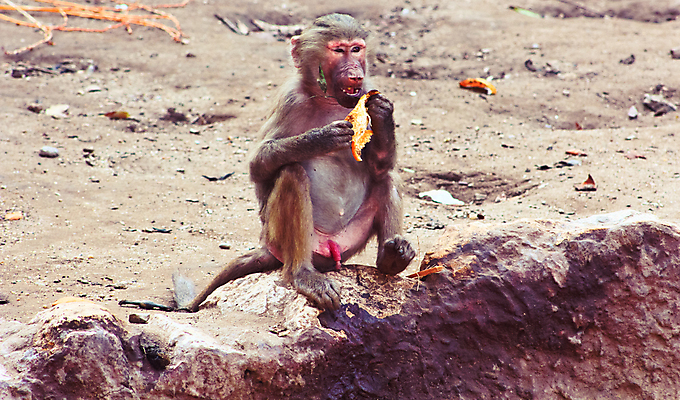 포토 JPG 해외이미지 동물 1 계절 공원 얼굴 여행 백그라운드 포유류 아프리카 자연 생물 털 동물원 이집트 종류 미술 동양인 풍경 사람없음 야외 초록색 갈색 환경 원숭이 표현 숲 모피 먹기 유인원 포트폴리오 해외202004 해외포토 공공시설 나라 컬러 모션 문화예술 인종 신체부위 생태계 파일형식 이미지허브