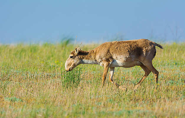 포토 JPG 해외이미지 동물 여자 남자 야생동물 포유류 자연 뿔 풍경 사람없음 뜨거움 군중 갈증 러시아 영양 가뭄 러시아인 스텝 해외202004 해외포토 서양인 유럽 날씨 사람 생태계 파일형식 이미지허브