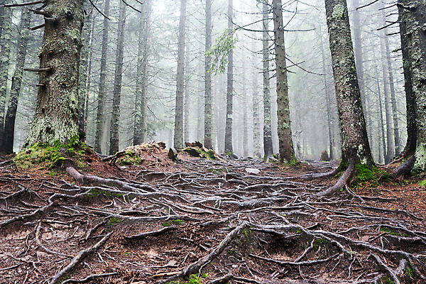 포토 JPG 해외이미지 주간 나무 식물 자연 벽지 산 건조 이끼 풍경 사람없음 야외 목재 여름 어둠 안개 성장 나뭇가지 소나무 그룹 황무지 숲 통나무 뿌리 담배꽁초 전나무 제비 내추럴 거짓말 뿌연 가문비나무 많음 해외202004 해외포토 자연요소 계절 컨셉 재료 조류 날씨 담배 생태계 파일형식 이미지허브