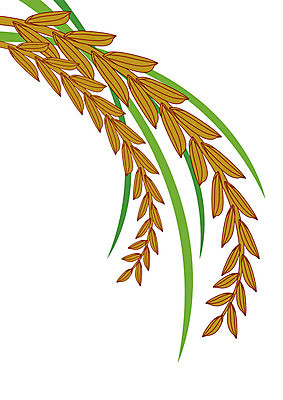 EPS 해외이미지 식물 음식 농업 일러스트 태국 자연 밥 초록색 신선 황금 낟알 흰배경 내추럴 해외202004 해외일러스트 산업 아시아 컬러 백그라운드 흰색 생태계 파일형식 벡터 이미지허브